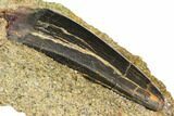 Tyrannosaur Tooth in Rock With Display Stand - Montana #113634-3